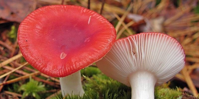 гриби в листопаді