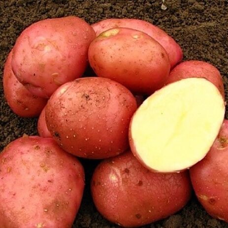 коли садити картоплю
